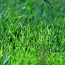 The Grass Society Discord Server Banner