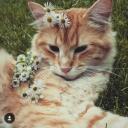 Shadowy Rain Discord Server Banner