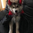 The puppy playpen Discord Server Banner
