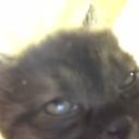 CATTIME Discord Server Banner