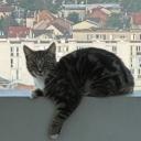 Kyos looking for love Discord Server Banner