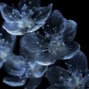 cove Discord Server Banner