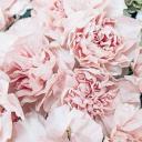 The Garden!! Discord Server Banner