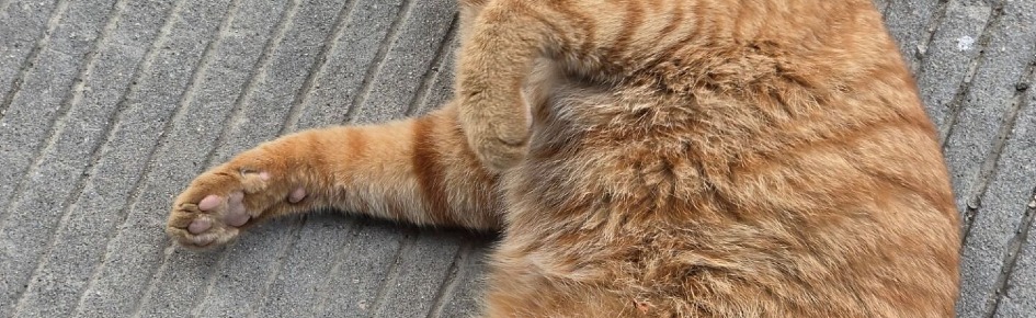 MeowCat Community - Orange Cat Discord Server Banner