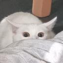 Frens Discord Server Banner