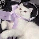 ❥ 友オンリ • social • anime • emotes Discord Server Banner