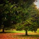 The Collectives Discord Server Banner