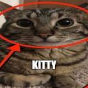 KITTY NATION Discord Server Banner