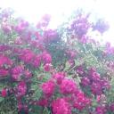 atowa Discord Server Banner