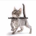 sapsal kedi cetesi Discord Server Banner
