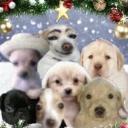 pandilla de mazatlan Discord Server Banner