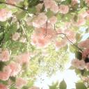 The Cozy Nook ♡ elora Discord Server Banner