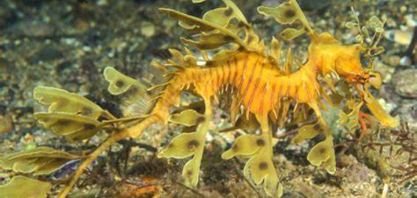 FISH OF THE WEEK - #33