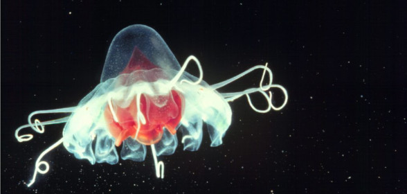 FISH OF THE WEEK - #31