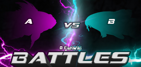 FishWiki Battles!
