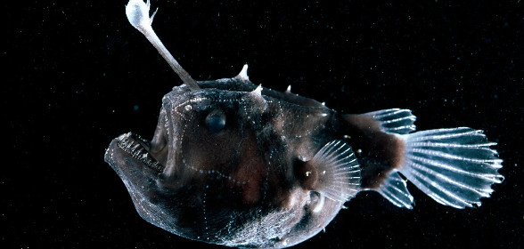 FISH OF THE WEEK - #32