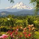 CELESTRIAL Discord Server Banner