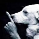 faz silenso Discord Server Banner