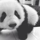 Pandastill Icon