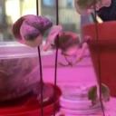 Newyorklovebirds Discord Server Banner