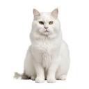 Eluno Discord Server Banner