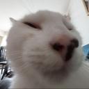 Chipolte Discord Server Banner