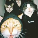 catcord 18+ Discord Server Banner