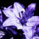 Amethyst Bloom Discord Server Banner