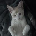 zubert 4 all Discord Server Banner