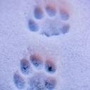 Whispers of the Whitewild Discord Server Banner