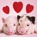 PAYPIG'S BARN Discord Server Banner