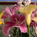 Floweer 18+ Discord Server Banner