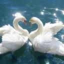 Yui's backyard ♡ Discord Server Banner