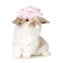 flywrain Discord Server Banner