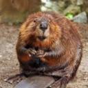 The Bober Archive Discord Server Banner