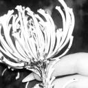 𝙅𝙪𝙨𝙩 𝙗𝙤𝙣𝙚𝙨 ༘・☠ ⋆ ˚｡ Discord Server Banner