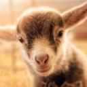 illis Discord Server Banner