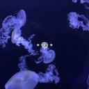 little jellyfish aquarium ִ  🪼 Discord Server Banner