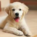 puppies!! Discord Server Banner