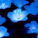exotic lilies Icon
