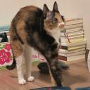 Cats Den Icon