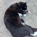 Tacos Domain 🌮 Discord Server Banner