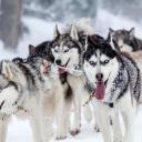 Dog's World Discord Server Banner