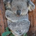 koalalar Discord Server Banner