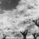 W A R S | FREE ZEN SCRIPTS Discord Server Banner