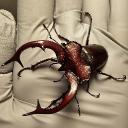 Coleoptera Corner Discord Server Banner