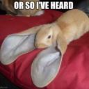 |~| Pupbun |~| Discord Server Banner