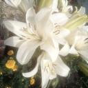 fleur ୨ৎ Discord Server Banner