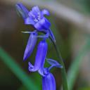 Bluebell ™ Discord Server Banner