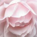 ︵ 𝘛𝘩𝘦 𝘊𝘢𝘮𝘦𝘭𝘭𝘪𝘢 ׅ Discord Server Banner